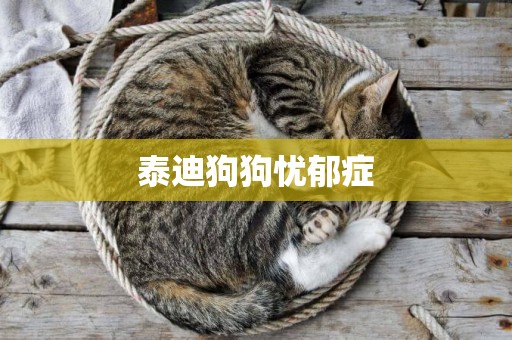 泰迪狗狗憂郁癥