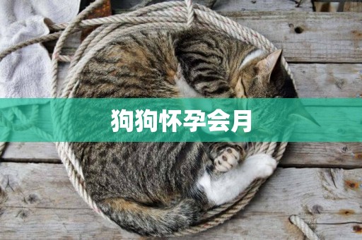 狗狗懷孕會月