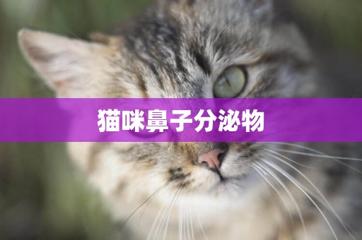 貓咪鼻子分泌物
