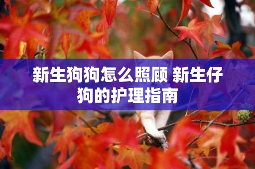 新生狗狗怎么照顧 新生仔狗的護理指南
