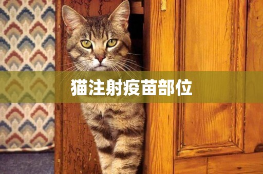 貓注射疫苗部位