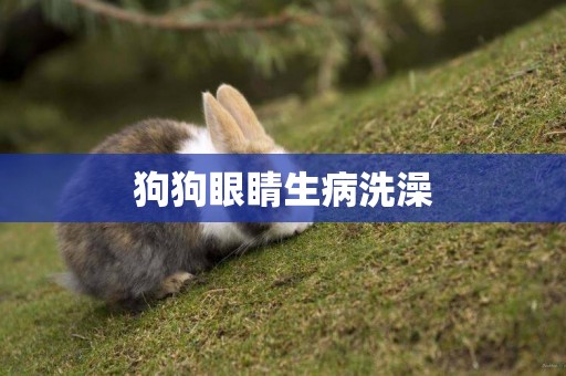 狗狗眼睛生病洗澡