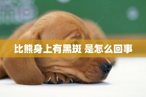 比熊身上有黑斑 是怎么回事