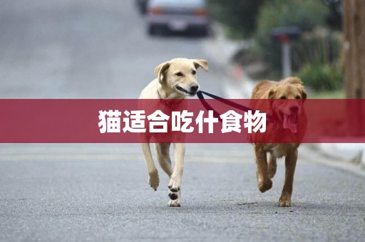 貓適合吃什食物