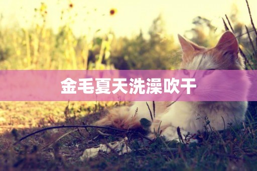 金毛夏天洗澡吹干