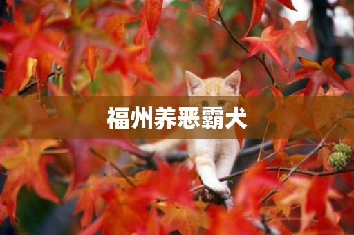 福州養惡霸犬