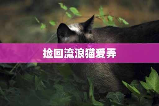 撿回流浪貓愛弄
