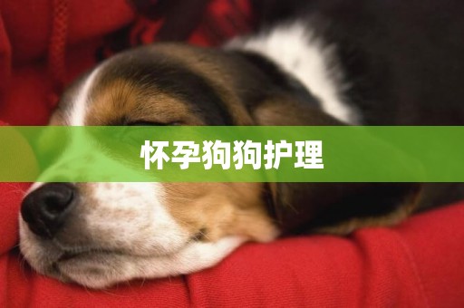 懷孕狗狗護理