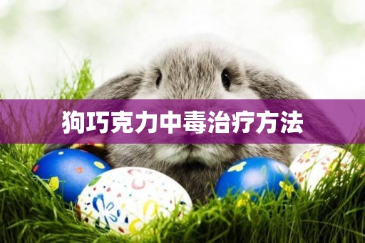 狗巧克力中毒治療方法