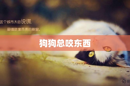 狗狗總咬東西