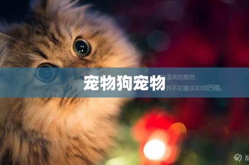 寵物狗寵物