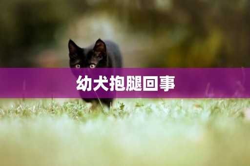 幼犬抱腿回事
