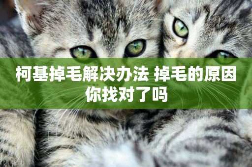 柯基掉毛解決辦法 掉毛的原因你找對了嗎