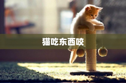 貓吃東西咬
