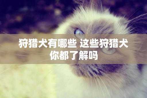 狩獵犬有哪些 這些狩獵犬你都了解嗎 狩獵犬有哪些 這些狩獵犬你都了解嗎