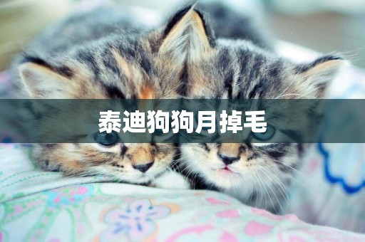 泰迪狗狗月掉毛