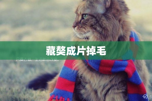 藏獒成片掉毛