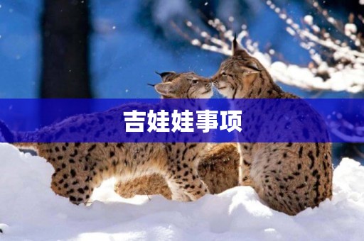吉娃娃事項