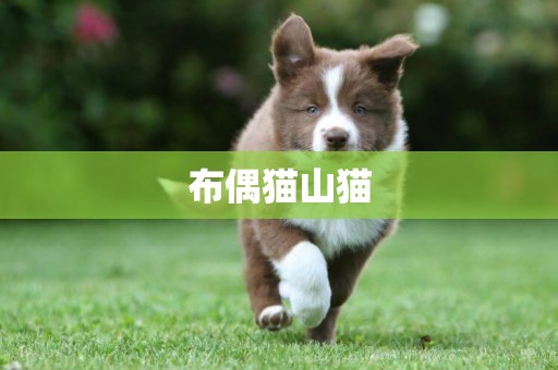 布偶貓山貓