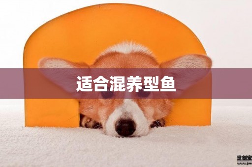適合混養型魚