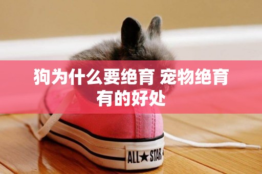 狗為什么要絕育 寵物絕育有的好處 狗為什么要絕育 寵物絕育有的好處