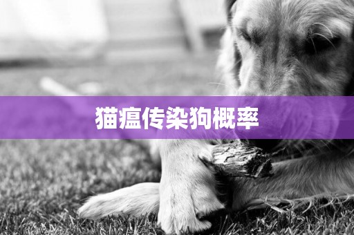貓瘟傳染狗概率