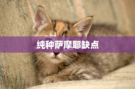 純種薩摩耶缺點