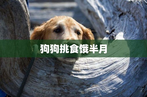 狗狗挑食餓半月