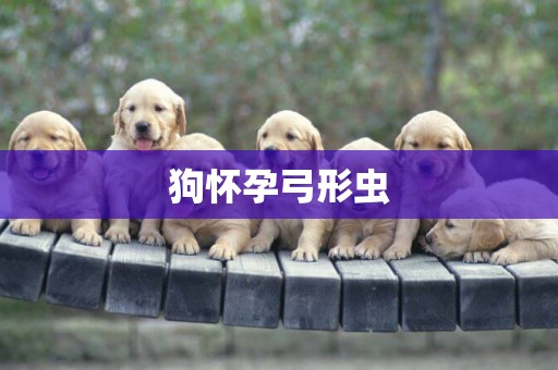 狗懷孕弓形蟲