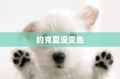 約克夏沒變色