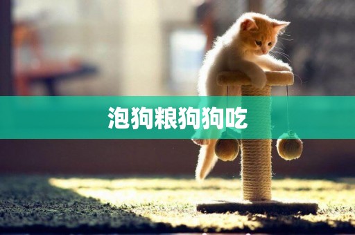 泡狗糧狗狗吃