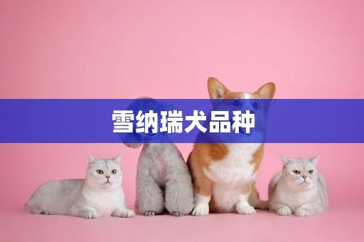 雪納瑞犬品種