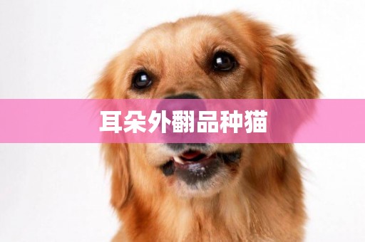 耳朵外翻品種貓