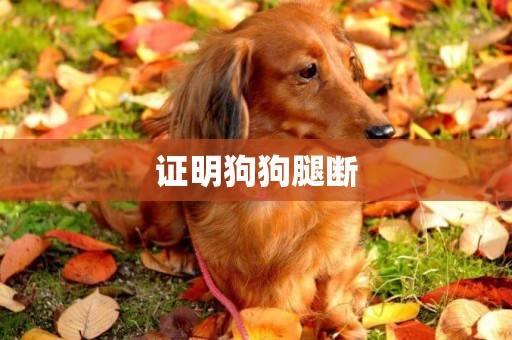 證明狗狗腿斷