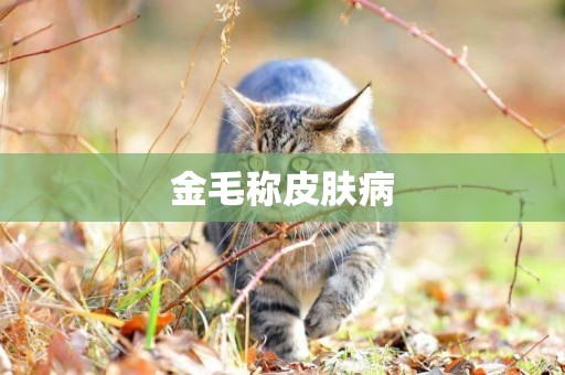 金毛稱皮膚病
