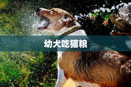 幼犬吃貓糧