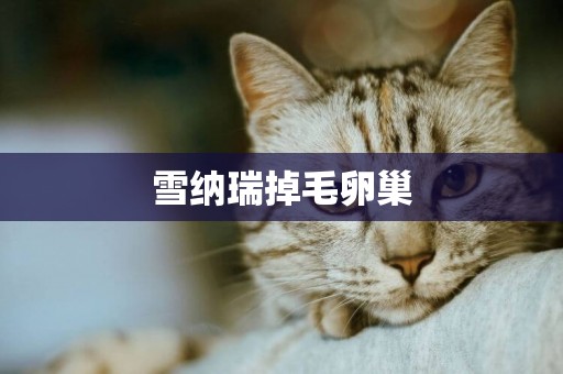雪納瑞掉毛卵巢