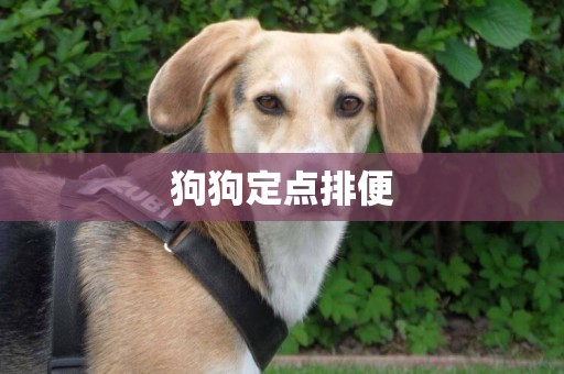狗狗定點排便