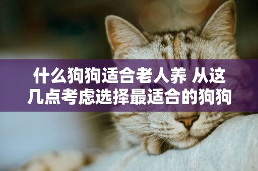 什么狗狗適合老人養 從這幾點考慮選擇最適合的狗狗