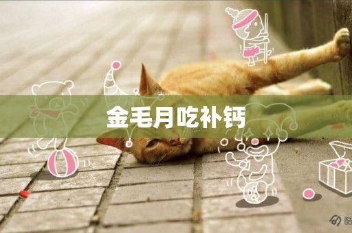 金毛月吃補鈣