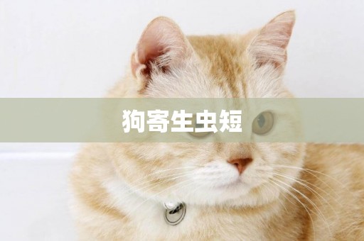 狗寄生蟲短