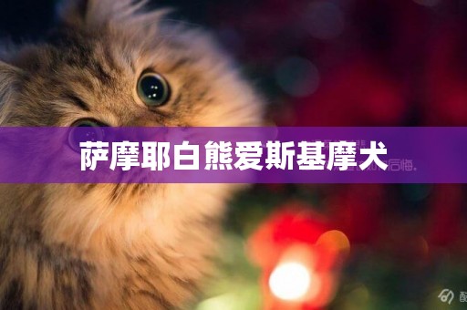 薩摩耶白熊愛斯基摩犬