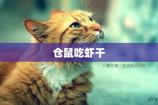 倉鼠吃蝦干