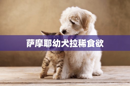 薩摩耶幼犬拉稀食欲