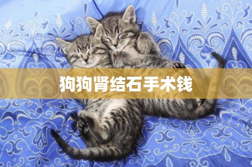 狗狗腎結石手術錢