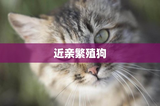 近親繁殖狗