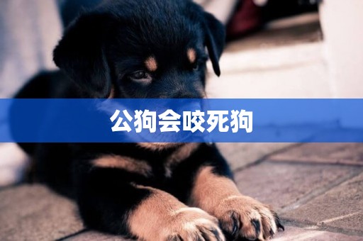 公狗會咬死狗