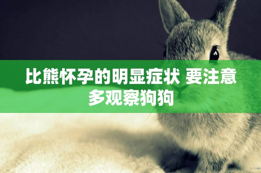 比熊懷孕的明顯癥狀 要注意多觀察狗狗