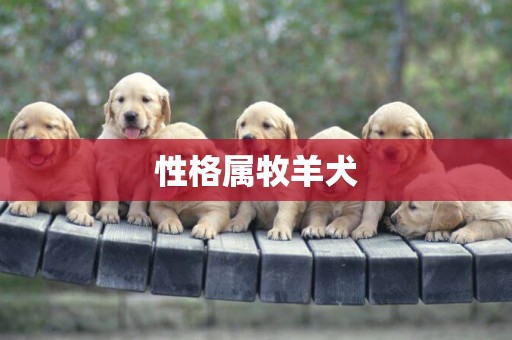 性格屬牧羊犬