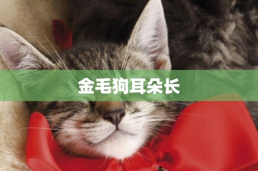 金毛狗耳朵長